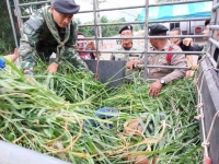 မြက်ပင်များဖြင့် ဖုံးအုပ်တင်ဆောင်လာသည့် တရားမဝင် မြန်မာ ၅ ဦးကို ထိုင်းရဲဖမ်းဆီး
